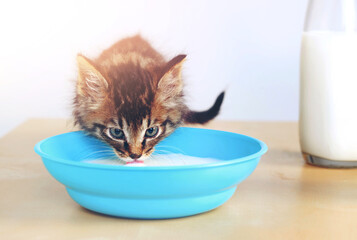 Cat, animal and bowl in living room with milk for formula, growth development or nutrition with...