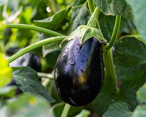 A large purple eggplant is hanging from a plant