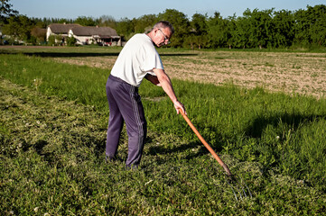 Senior male farmer rowing hay in the garden on a sunny summer day