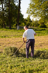 Senior male farmer rowing hay in the garden on a sunny summer day