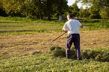 Senior male farmer rowing hay in the garden on a sunny summer day