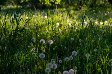 Obraz premium summer meadow with dandelions and green grass in sunlight