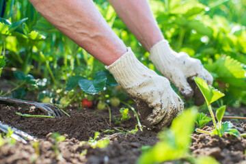 The farmer takes care of the plants in the vegetable garden on the farm. Gardening and plantation concept. Agricultural plants growing in garden beds