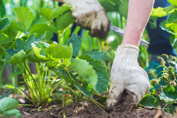 The farmer takes care of the plants in the vegetable garden on the farm. Gardening and plantation concept. Agricultural plants growing in garden beds