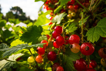Obraz premium Ripe, juicy currant. Garden fruit bush. Beautiful natural rural landscape with strong blurred background. The concept of healthy food with vitamins