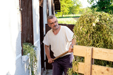 Senior man loading hay in front of his house on a sunny day