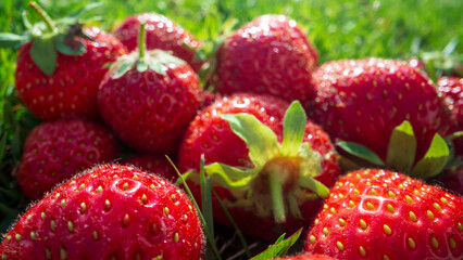 Close up view of strawberry harvest lying on green grass in garden. The concept of healthy food, vitamins, agriculture, market, strawberry sale