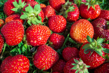 Close up view of strawberry harvest lying on green grass in garden. The concept of healthy food, vitamins, agriculture, market, strawberry sale