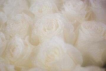 White Rose soft focus  background, close up photography