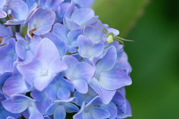 青い紫陽花と緑の蜘蛛