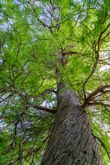 formal gardens and a gardener