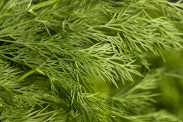 a large amount of green dill to add as spices