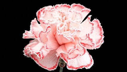 very beautiful flower "Carnation "