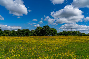 Lovely meadow views full of wild flowers 
