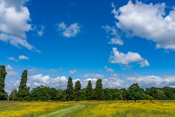 Fototapeta premium Lovely meadow views full of wild flowers 