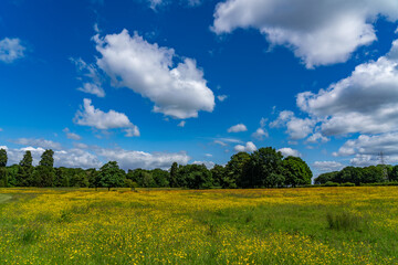 Lovely meadow views full of wild flowers 