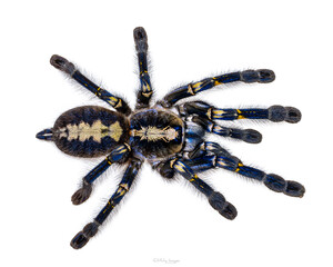 Spectacular male Poecilotheria metallica aka Peacock Tarantula. Top view, isolated on a white background.