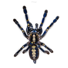 Spectacular male Poecilotheria metallica aka Peacock Tarantula. Top view, isolated on a white background.