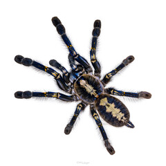 Spectacular male Poecilotheria metallica aka Peacock Tarantula. Top view, isolated on a white background.