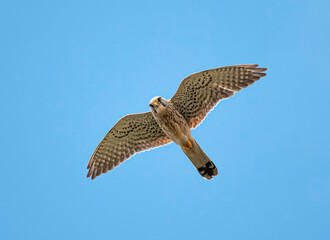 bird flying high on the wind.