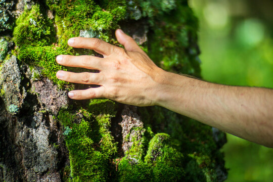 A man's hand touch the tree trunk close-up. Bark wood.Caring for the environment. The ecology concept of saving the world and love nature by human