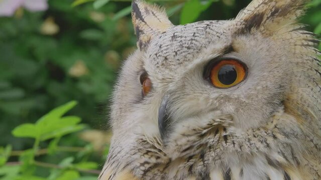 A beautiful, huge European Eurasian eagle owl gazing down from a tree branch. bubo bubo sibiricus