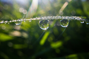 Closeup of lush uncut green grass with drops of dew in soft morning light. Beautiful natural rural landscape for nature-themed design and projects