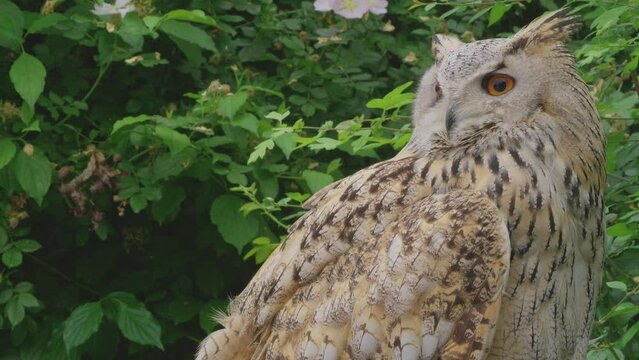 A beautiful, huge European Eurasian eagle owl gazing down from a tree branch. bubo bubo sibiricus