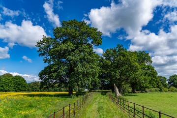 Lovely meadow views full of wild flowers 