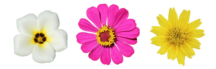 blossom single flower above petal head isolated on white background. A group of object beauty...