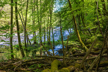 forest in the morning