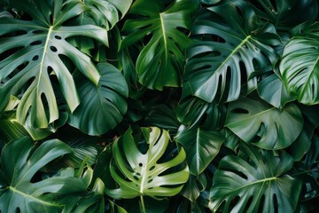 Fototapeta premium background of tropical leaves on dark green background