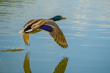 Drake flying over lake surface, reflections in water mirror