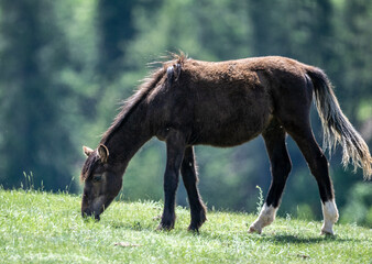 horses on a wild grazing against a backdrop of wild nature close-up on a sunny summer day in Altai
