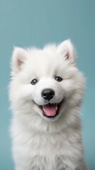Happy Samoyed Puppy with Blue Background