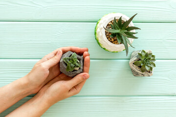 Female hands holding pot with indoor plants, top view