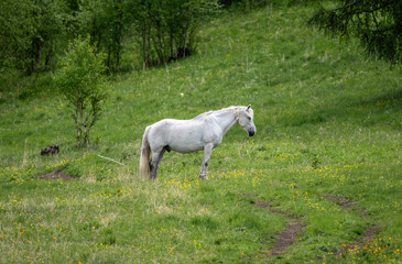 horses on a wild grazing against a backdrop of wild nature close-up on a sunny summer day in Altai