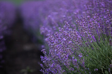 Field of lavender in the sunset light. Background with golden light. Purple lavender.
