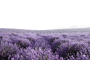Obraz premium Panoramic lavender field isolated on white background.