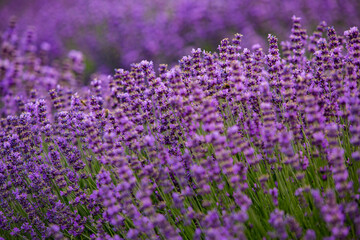 Flowers in the lavender fields in the Provence mountains. Panoramic landscape with blooming lavender. Violet background.