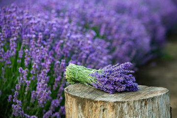 Flowers in the lavender fields in the Provence mountains. Panoramic landscape with blooming lavender. Violet background. © Nomad Pixel