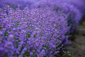 Flowers in the lavender fields in the Provence mountains. Panoramic landscape with blooming lavender. Violet background.