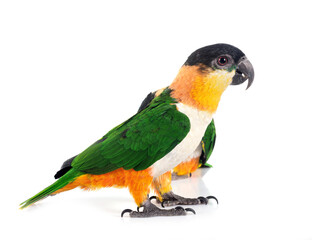 Black-headed parrot in studio