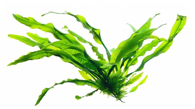 Aquatic plant java fern microsorum pteropus  narrow isolated on white background with clipping path : Generative AI