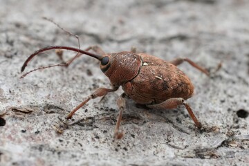 Closeup on a small European carpophagus weevil beetle, Curculio glandium sitting on wood