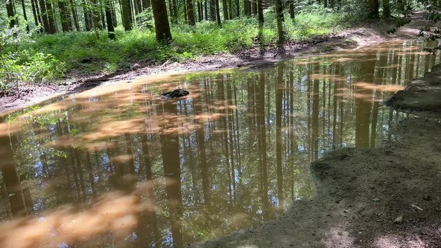 Naturpark in Frankreich Morvan bei Autun