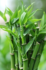 Obraz premium Close up vibrant bamboo stalks, showcasing intricate texture and exquisite natural beauty