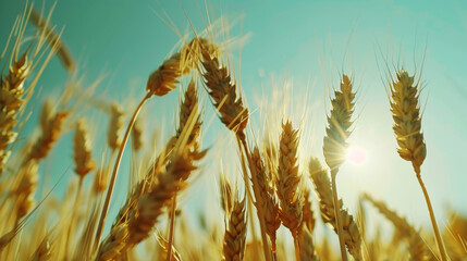 Wheat field against the blue sky, aesthetic industrial landscape. Agriculture. View from down. Generative AI
