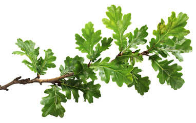 Oak branch with leaves on transparent or white background