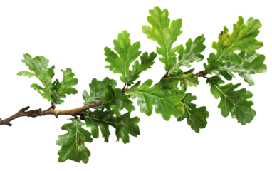 Oak branch with leaves on transparent or white background